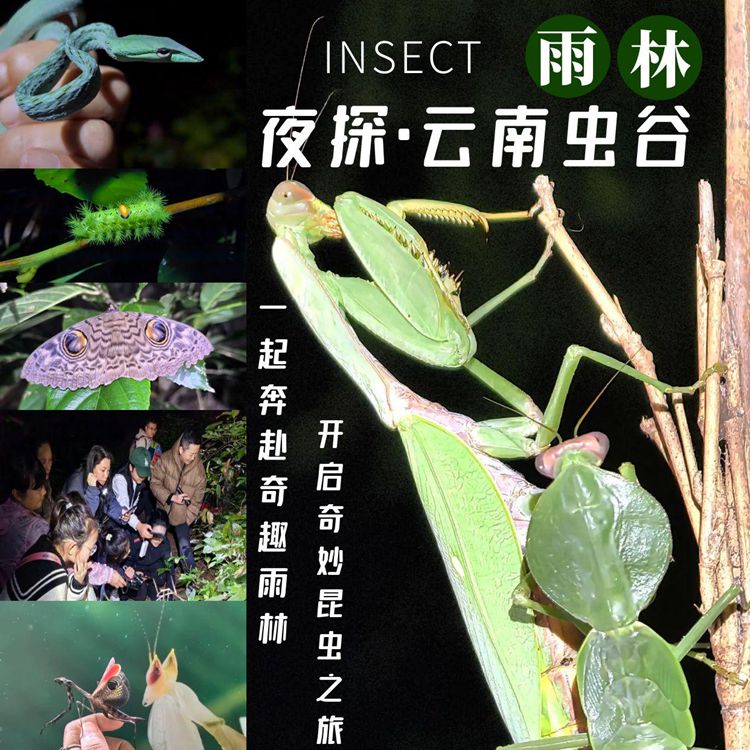 【夜游】探秘天源·虫趣昆虫科普研学基地，开启奇妙昆虫之旅